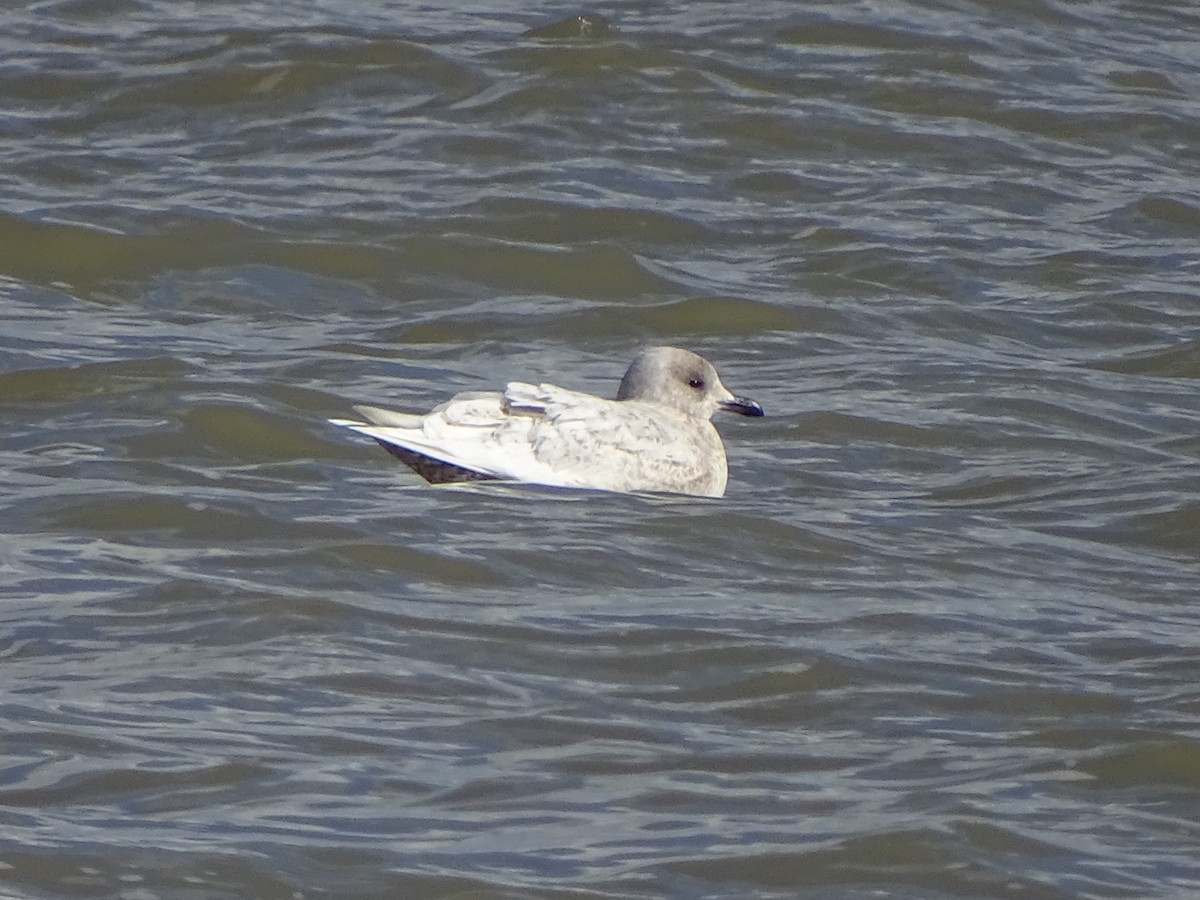 Iceland Gull - Sally Isacco