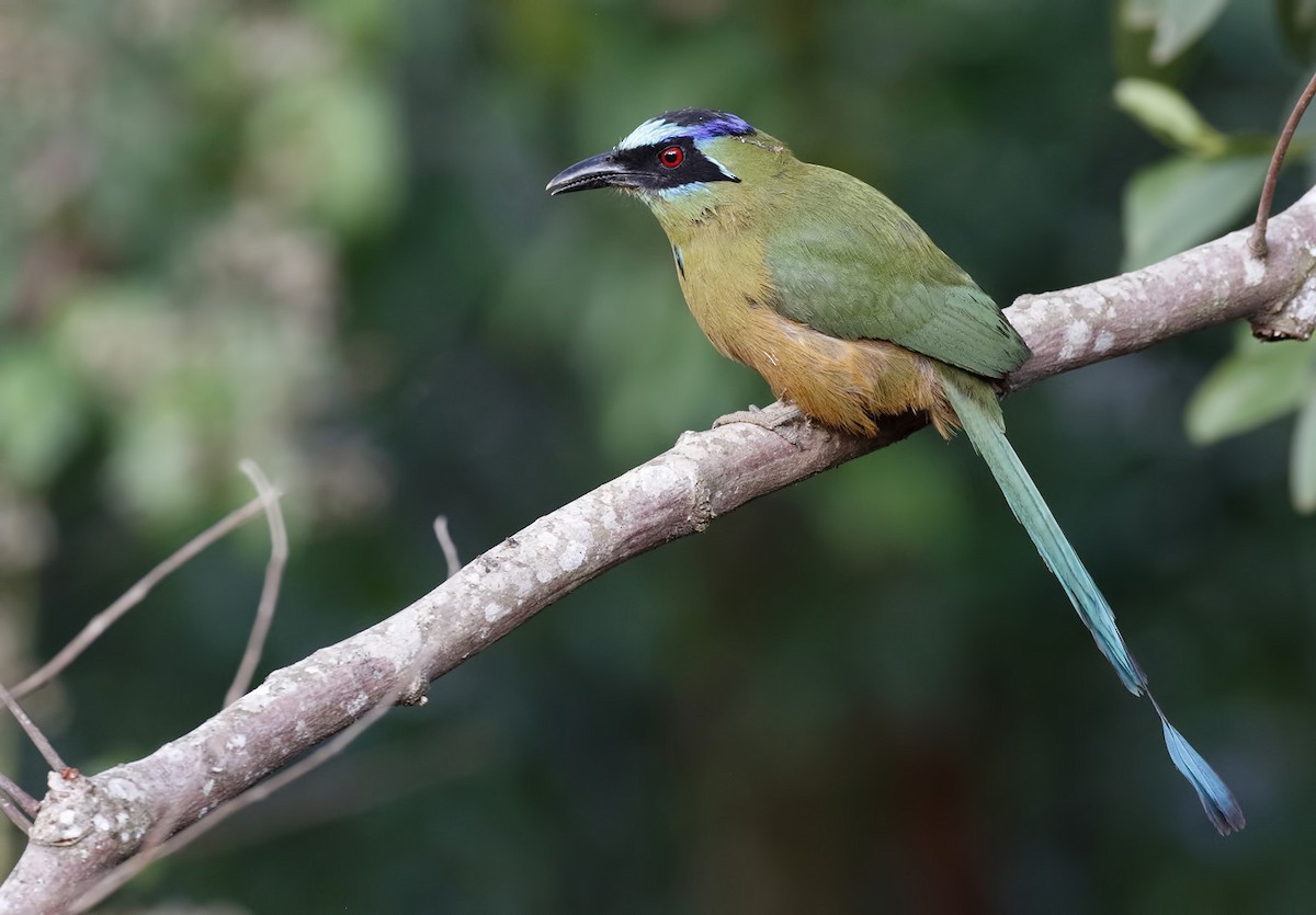 Amazonian Motmot - Dave Curtis