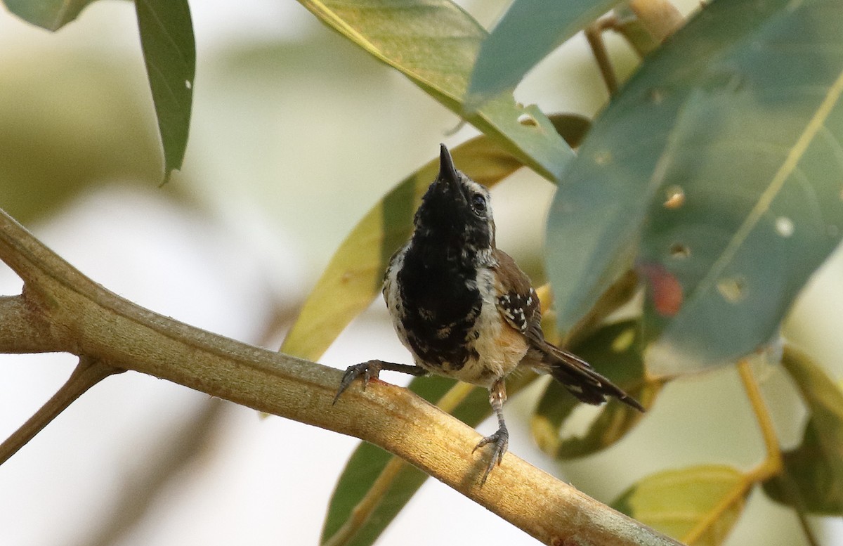 Rusty-backed Antwren - ML89329641