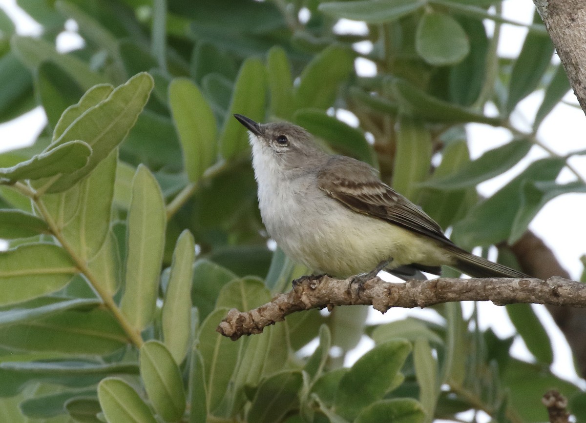 Suiriri Flycatcher - ML89329901