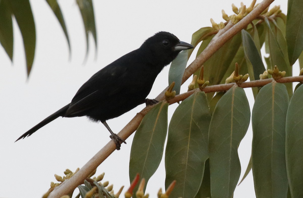 White-lined Tanager - ML89330291