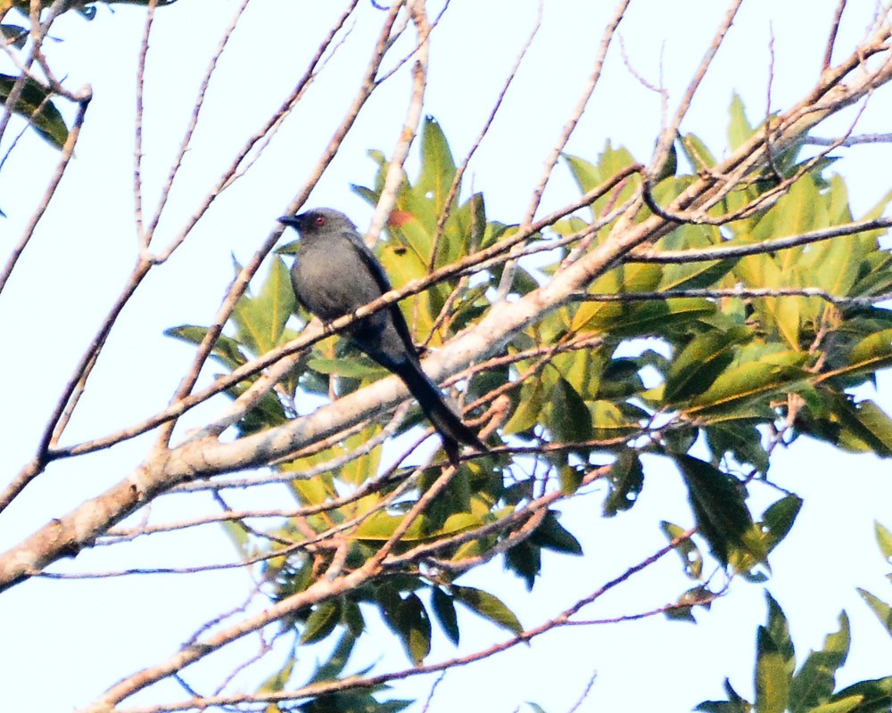 Kül Rengi Drongo - ML89331301