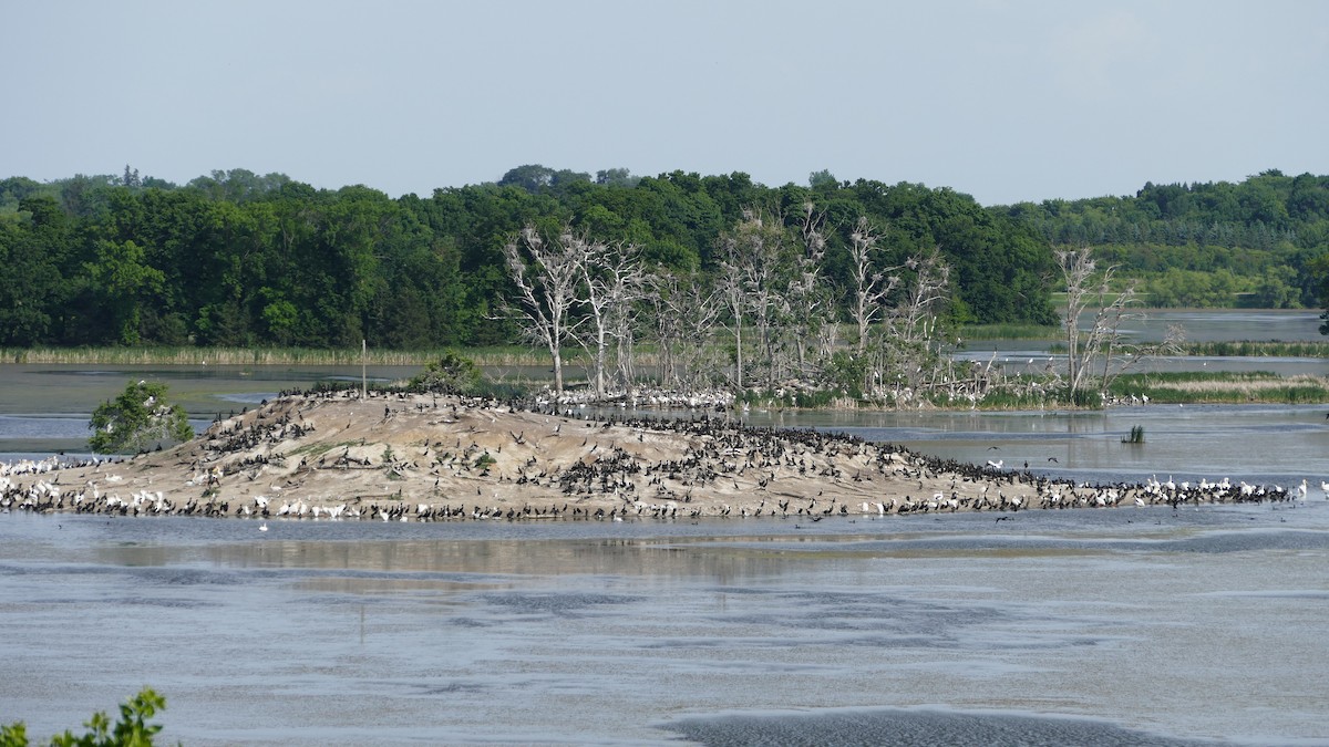 Double-crested Cormorant - Linn H