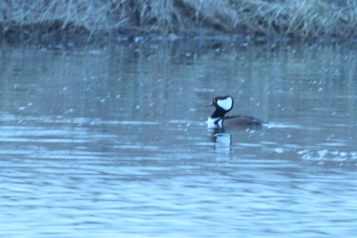 Hooded Merganser - ML89336081