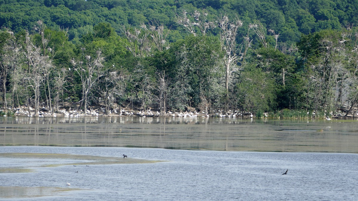 American White Pelican - ML89336451