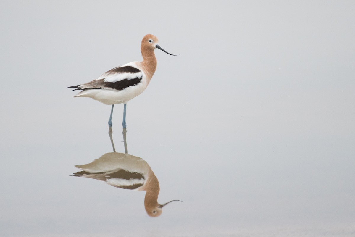 Avoceta Americana - ML89339551