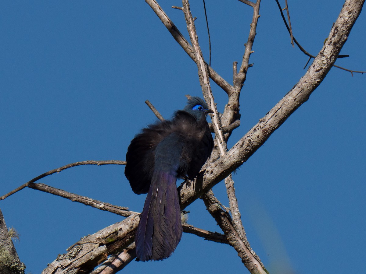 Blue Coua - Randall Siebert