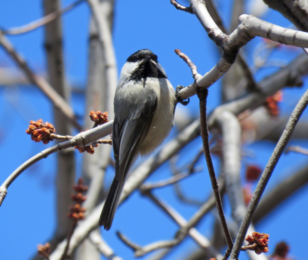 Black-capped Chickadee - ML89341031