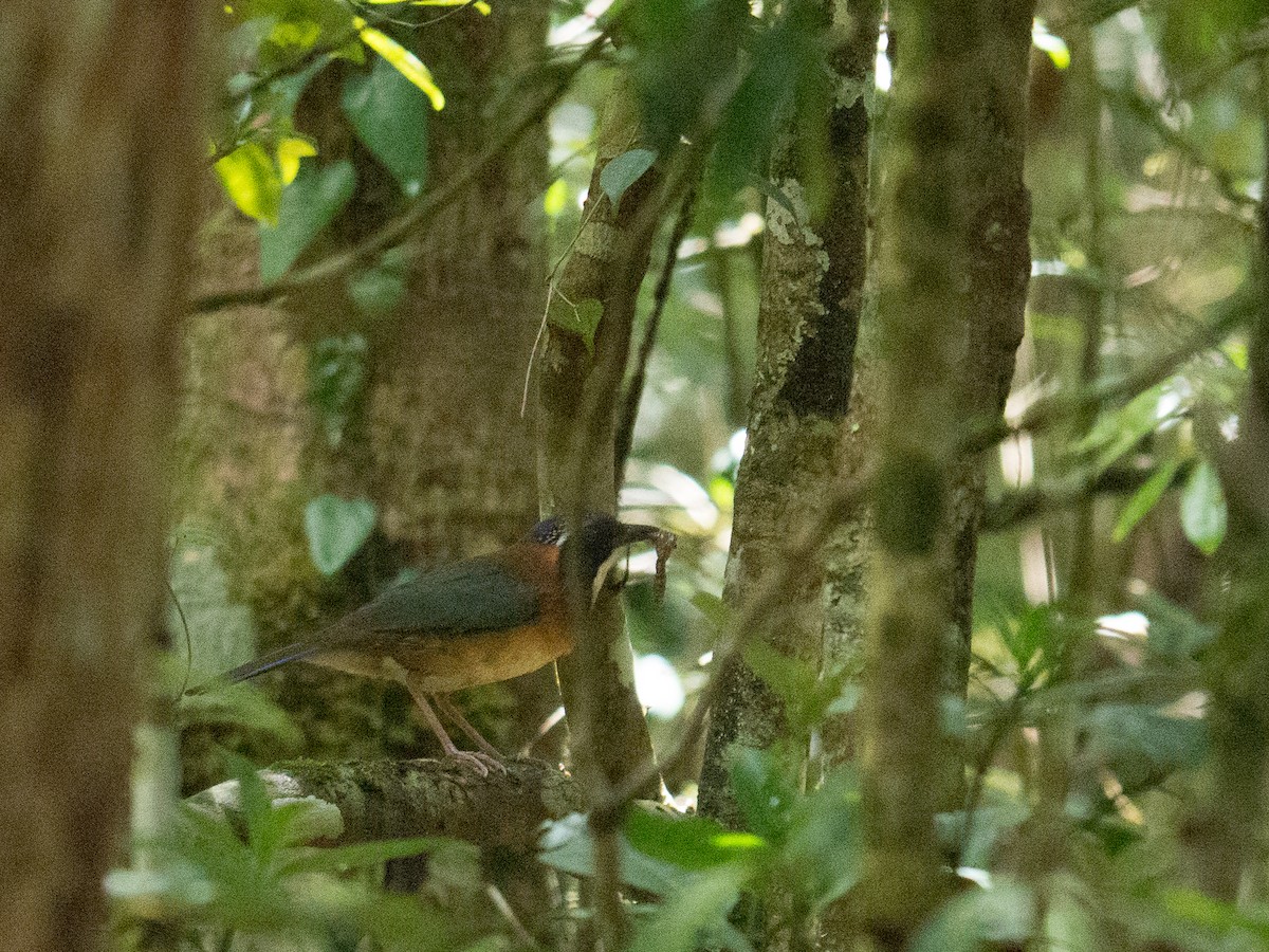 Carraca Terrestre Cabeciazul - ML89341361