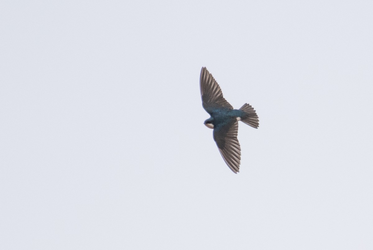 Tree Swallow - ML89341821