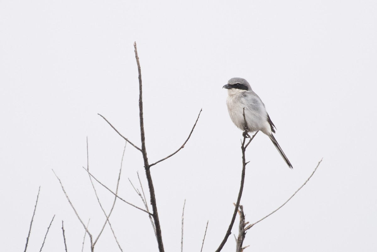 Loggerhead Shrike - ML89342001