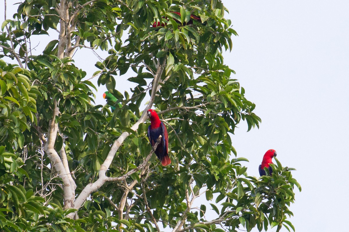 Papuan Eclectus - ML89344491