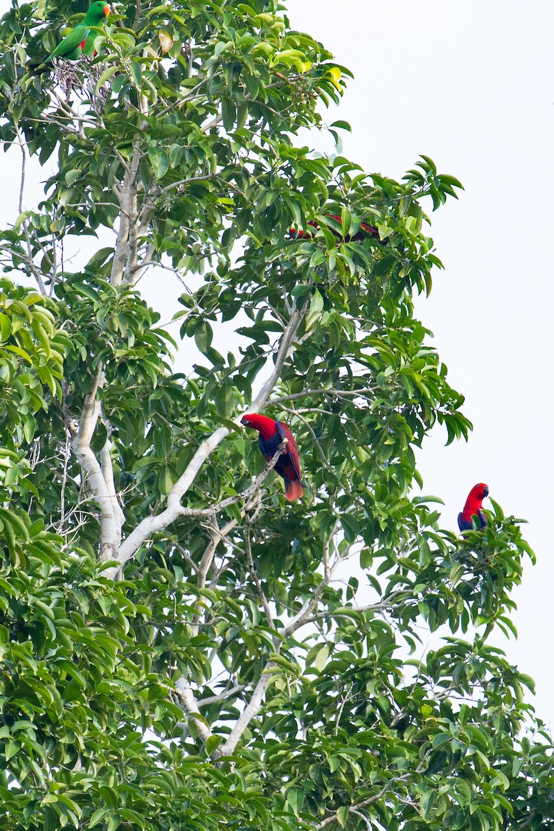 Papuan Eclectus - ML89344851