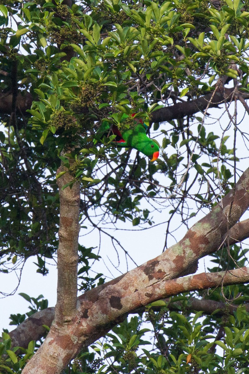 Papuan Eclectus - ML89345001