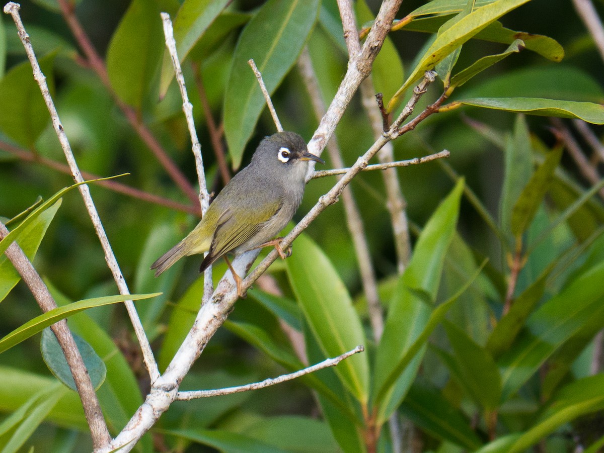 Mauritius White-eye - Randall Siebert