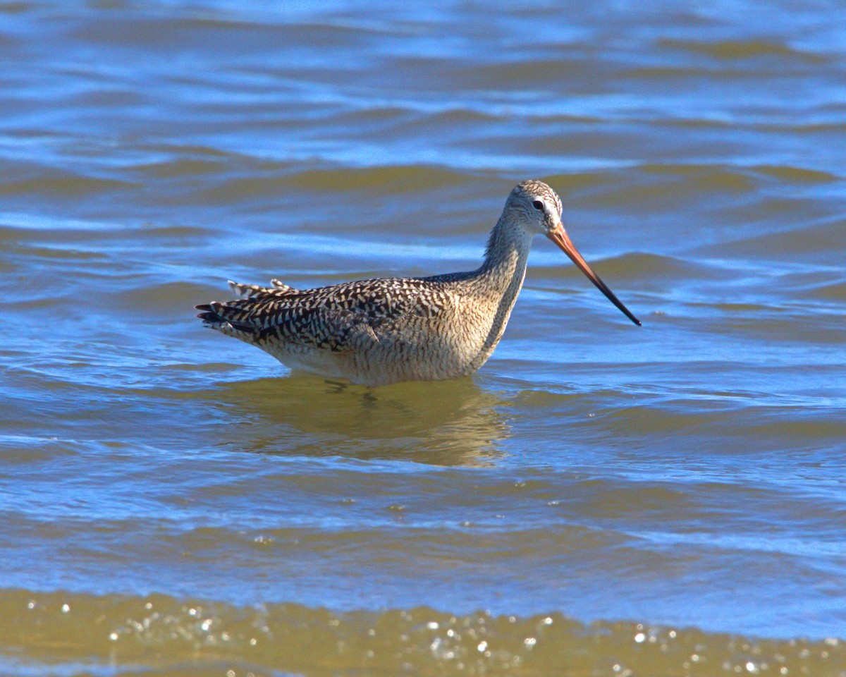 Marbled Godwit - ML89345991