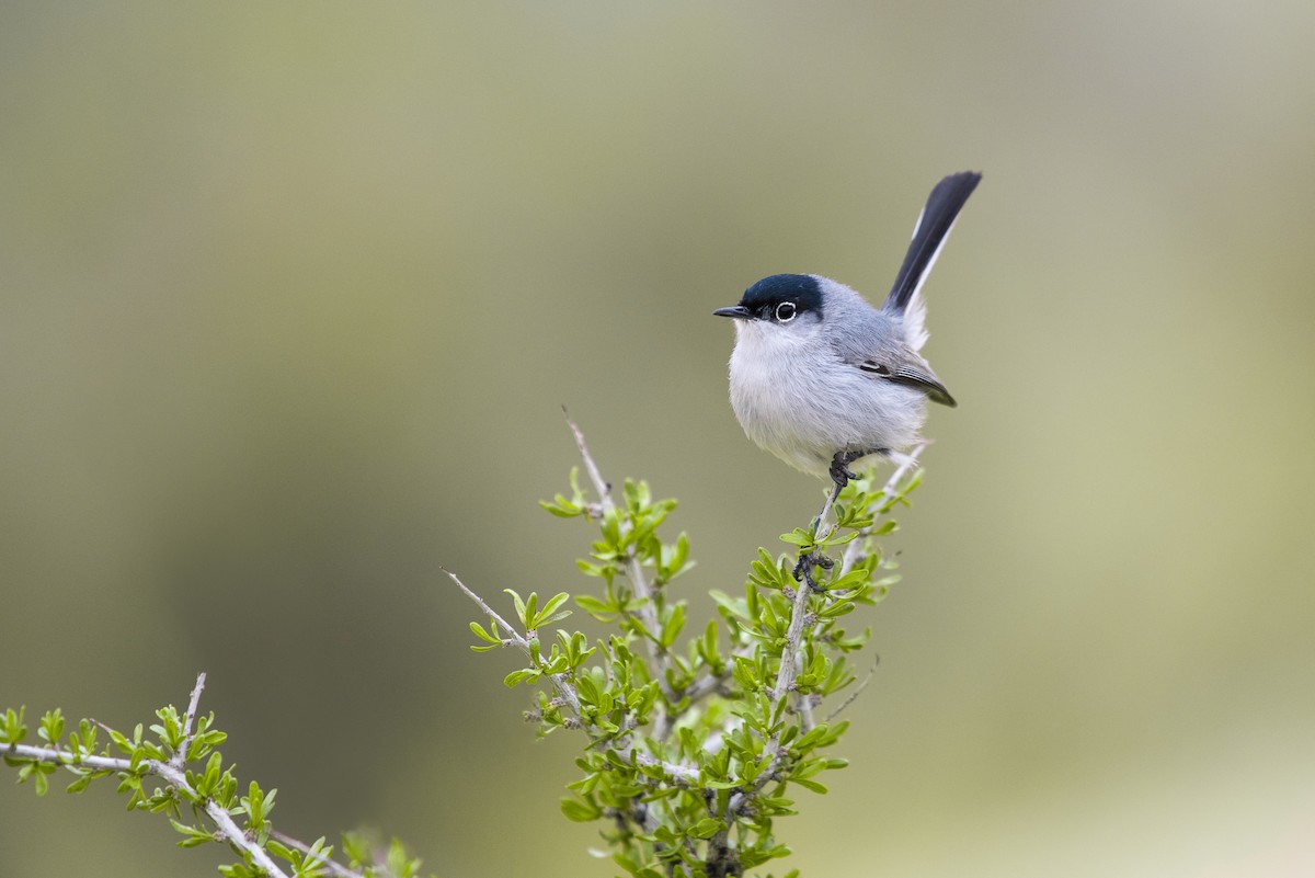 Black-tailed Gnatcatcher - ML89346011