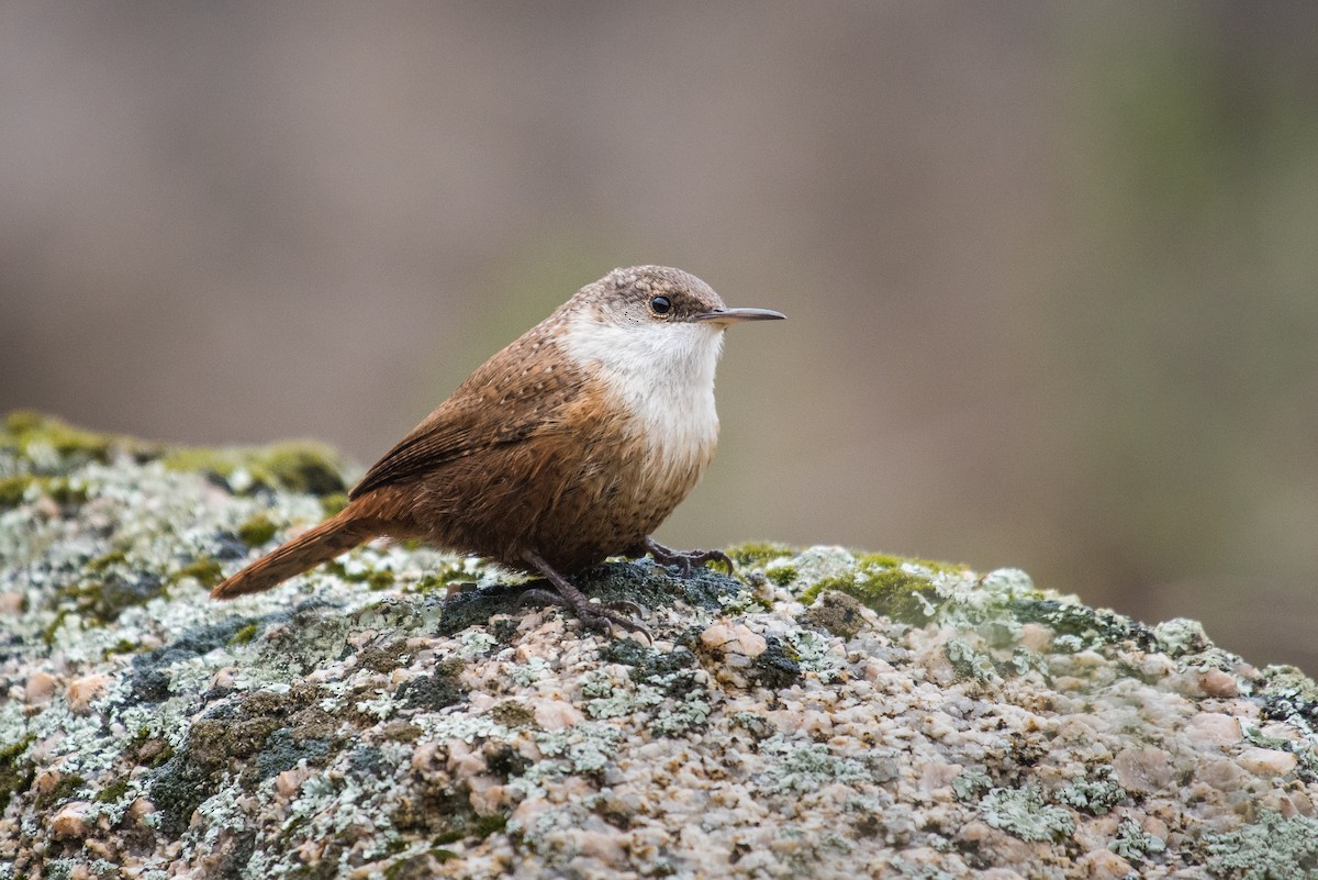 Canyon Wren - ML89346191