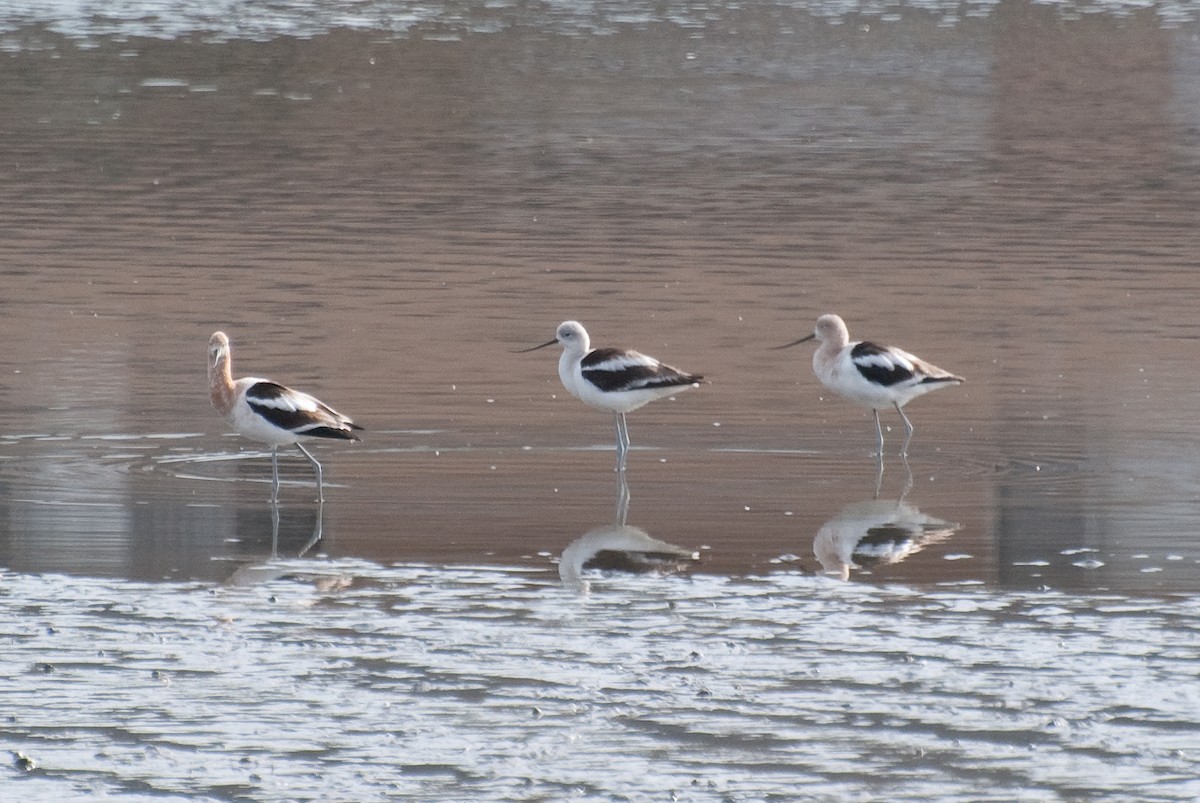 American Avocet - Christopher Brown