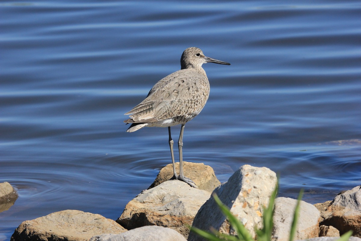 Willet - ML89346711