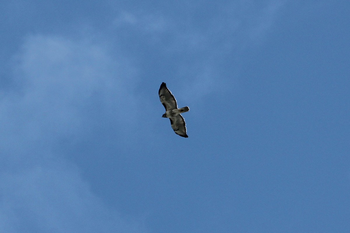 Red-tailed Hawk - ML89348621