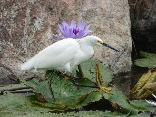 Snowy Egret - ML89348811