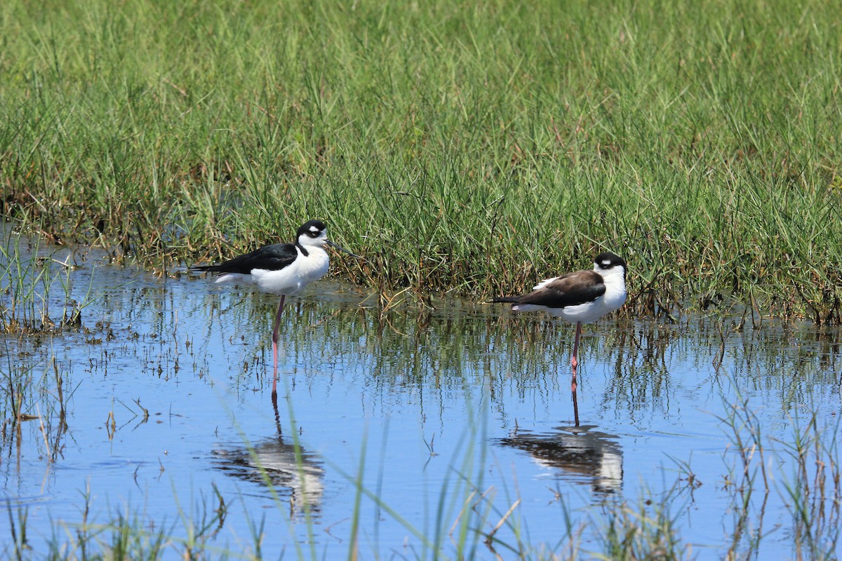 Cigüeñuela Cuellinegra - ML89349361