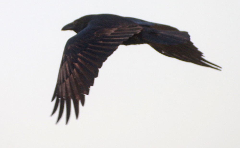 Common Raven - Corey Finger
