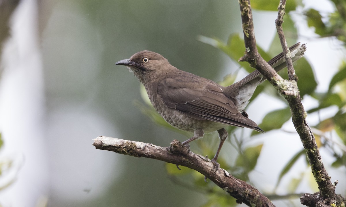 Scaly-breasted Thrasher - ML89351091