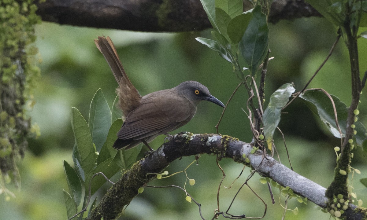 Brown Trembler - Brian Sullivan