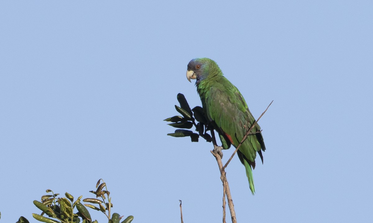 Red-necked Amazon - Brian Sullivan