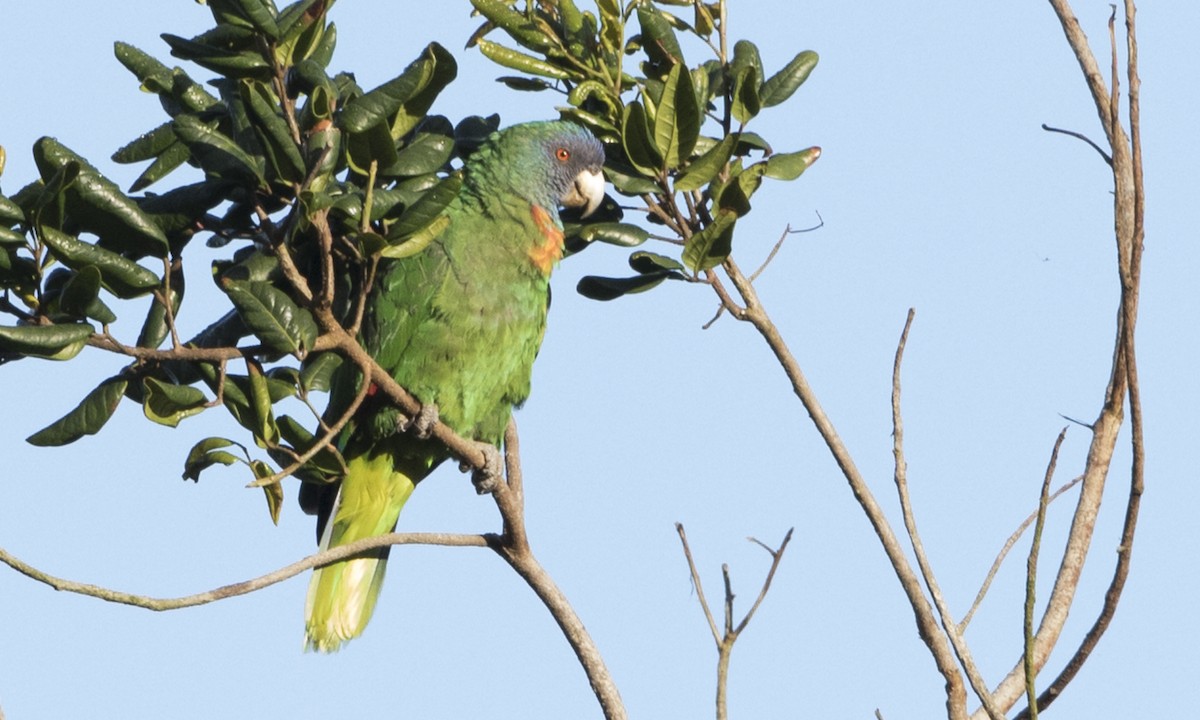 Red-necked Parrot - ML89351581