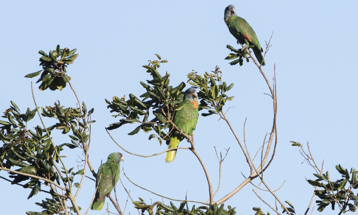 Red-necked Amazon - ML89351671