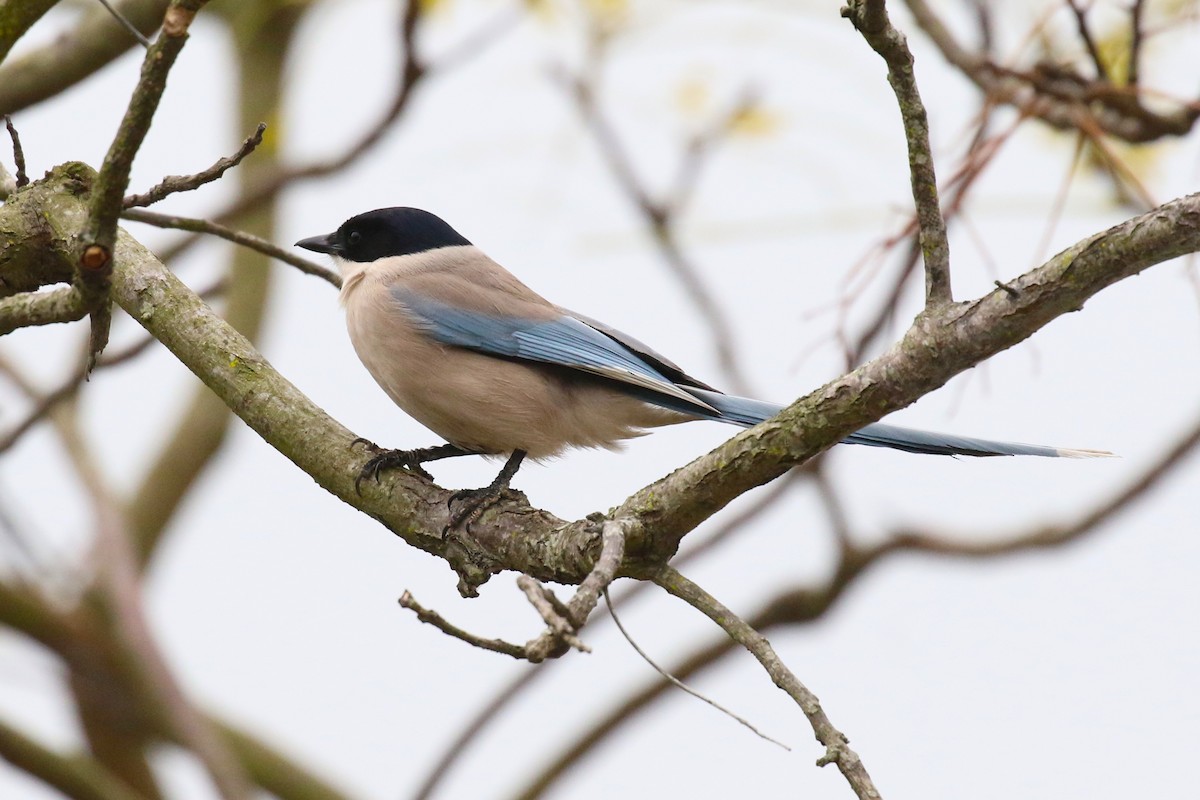 Pie-bleue à calotte noire - ML89351911