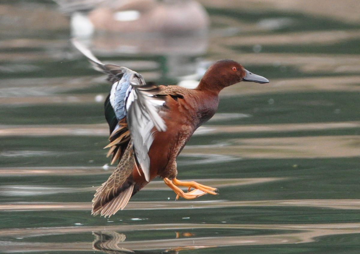 Cinnamon Teal - ML89352251