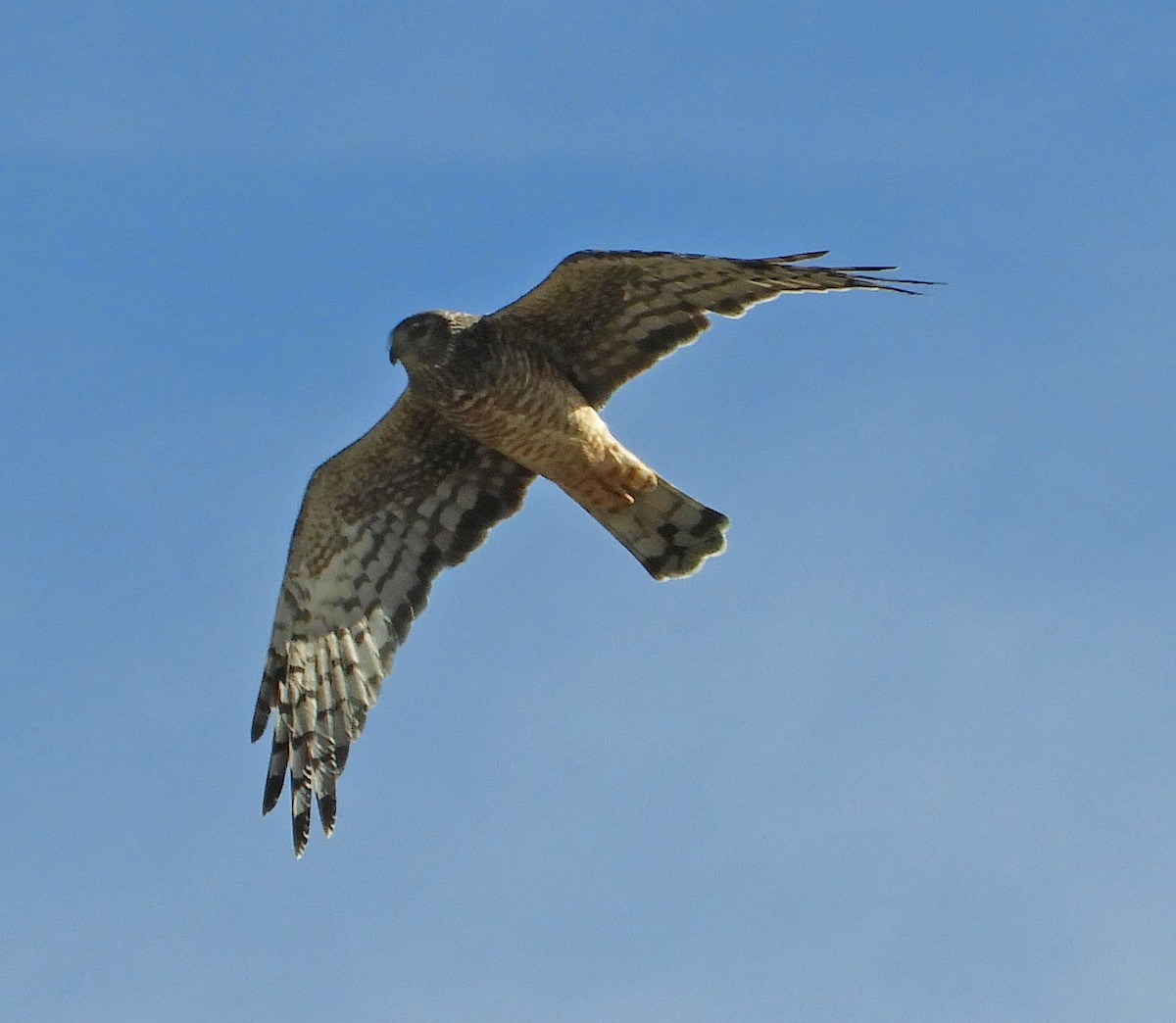 Cinereous Harrier - ML89352361