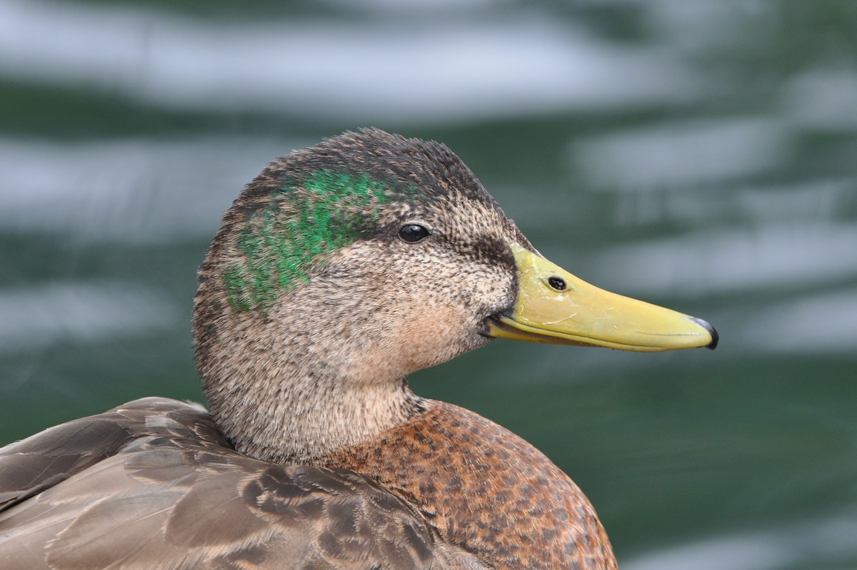 Mallard x Mexican Duck (hybrid) - ML89352591