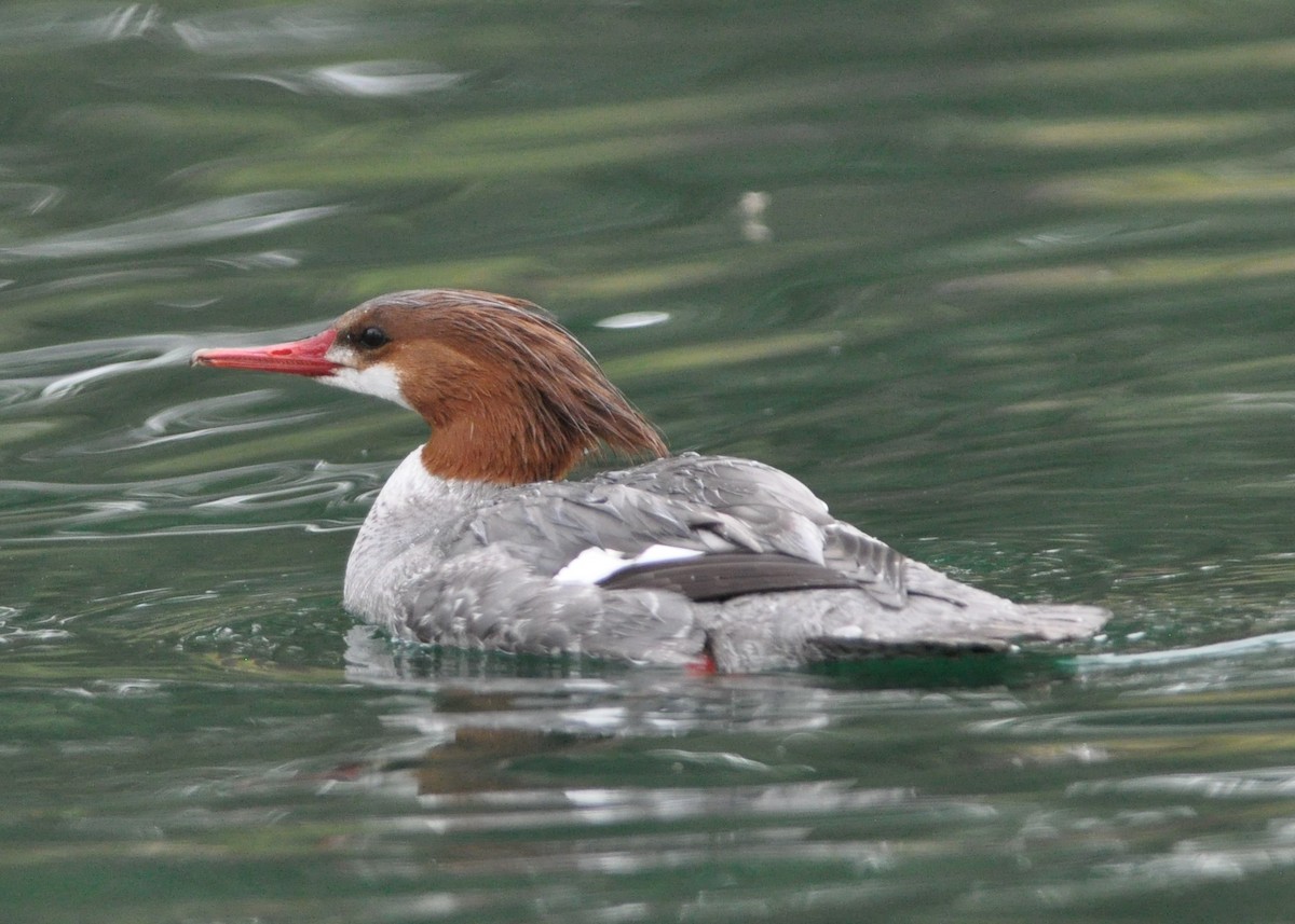 Common Merganser - ML89353081