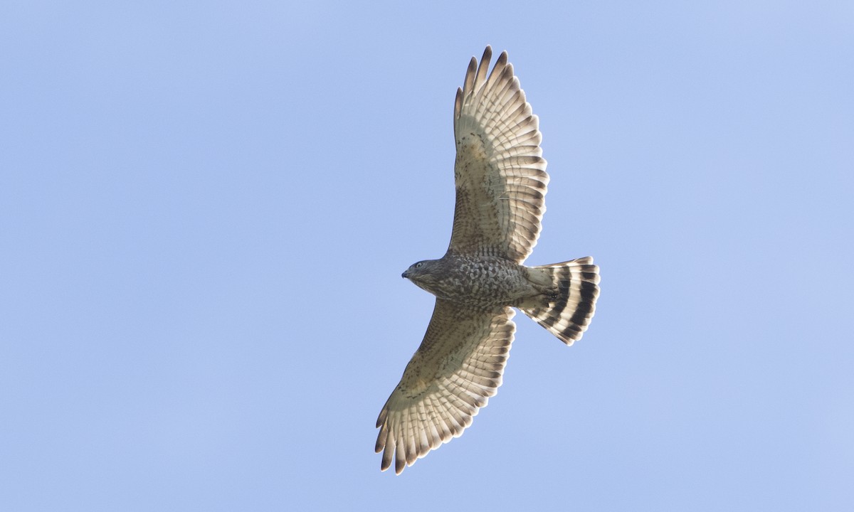 Breitflügelbussard - ML89353411