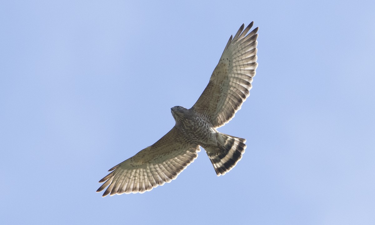 Broad-winged Hawk - ML89353431