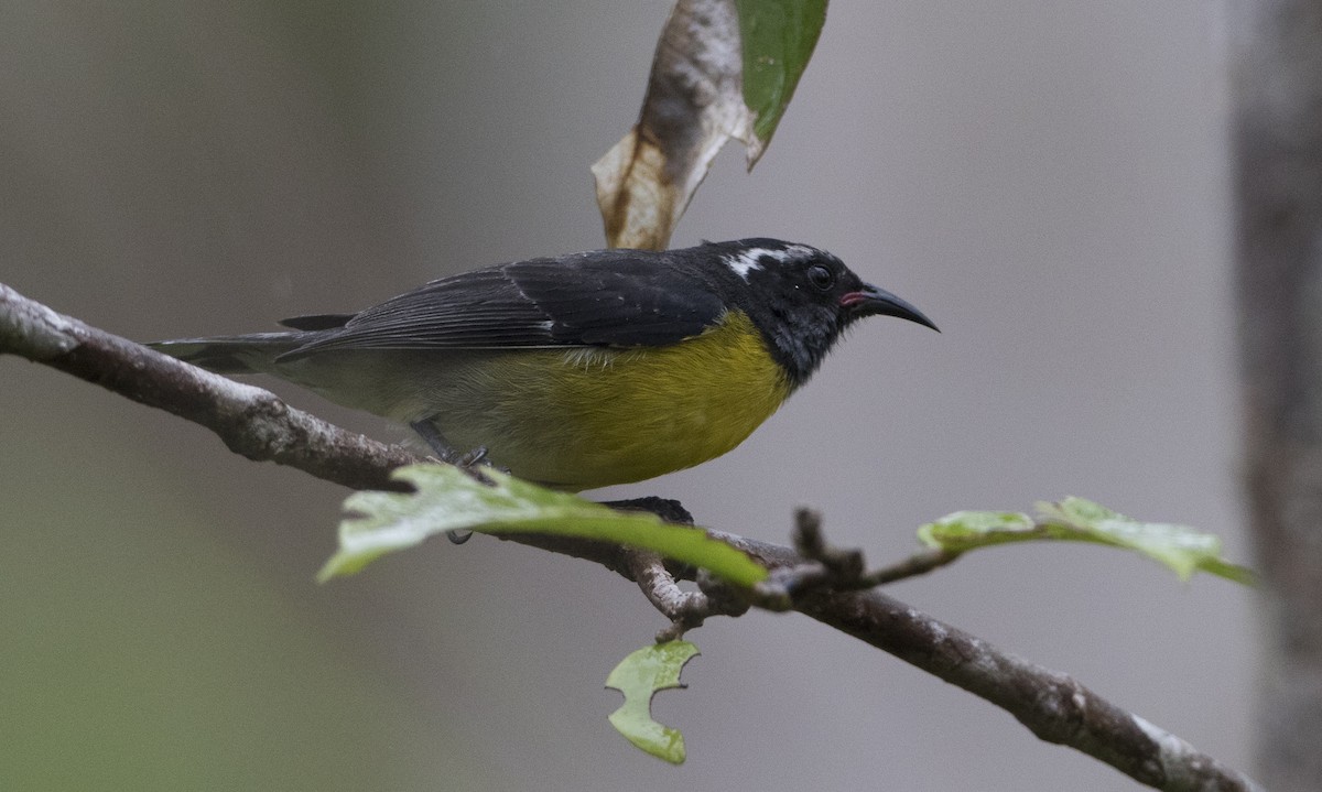 Bananaquit - ML89353621