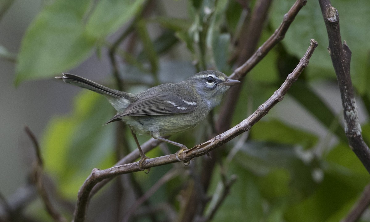 Plumbeous Warbler - ML89353641