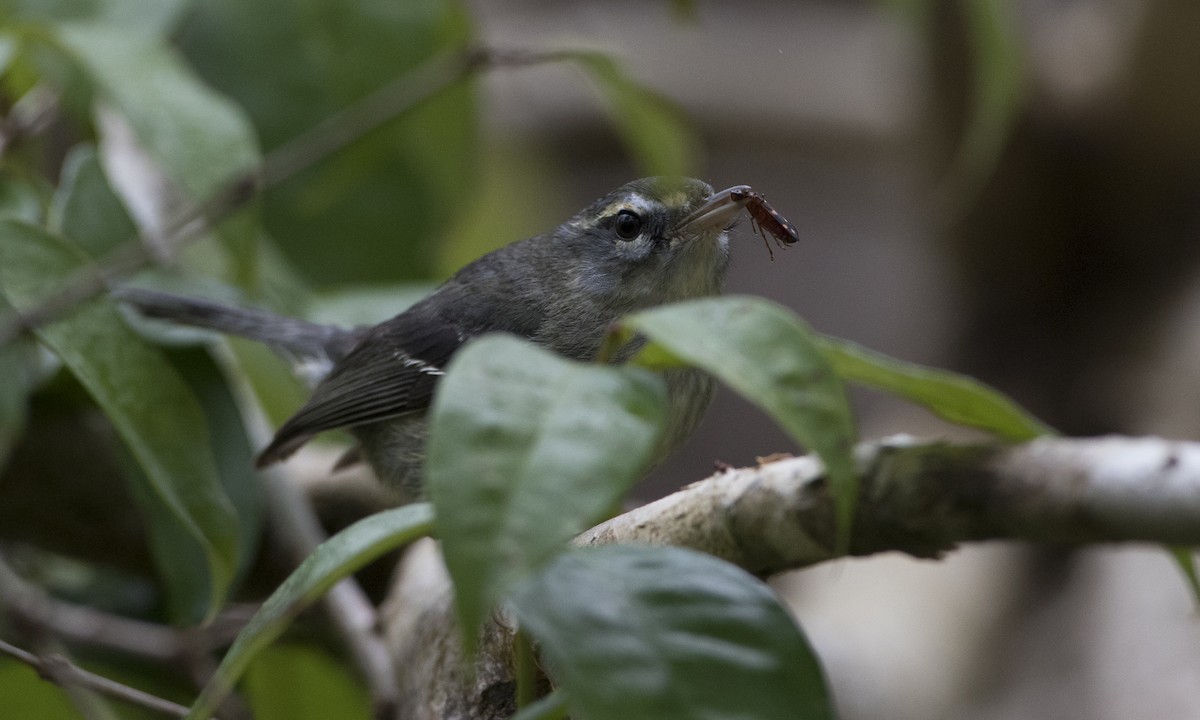 Plumbeous Warbler - ML89353661