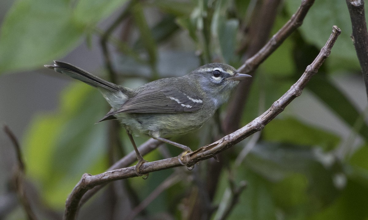 Plumbeous Warbler - Brian Sullivan