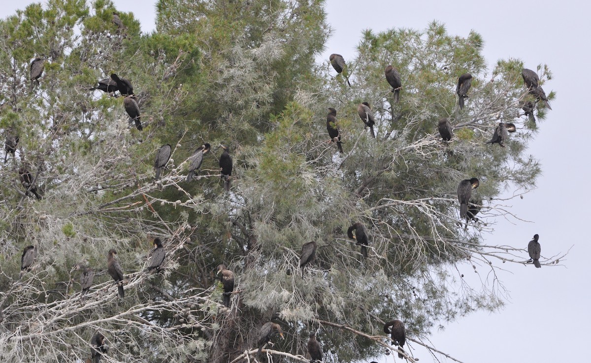 Neotropic Cormorant - ML89353681