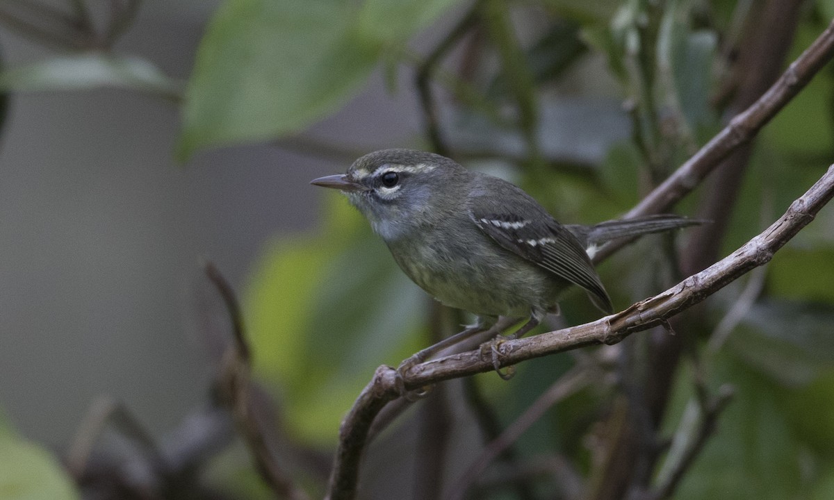 Plumbeous Warbler - ML89353721