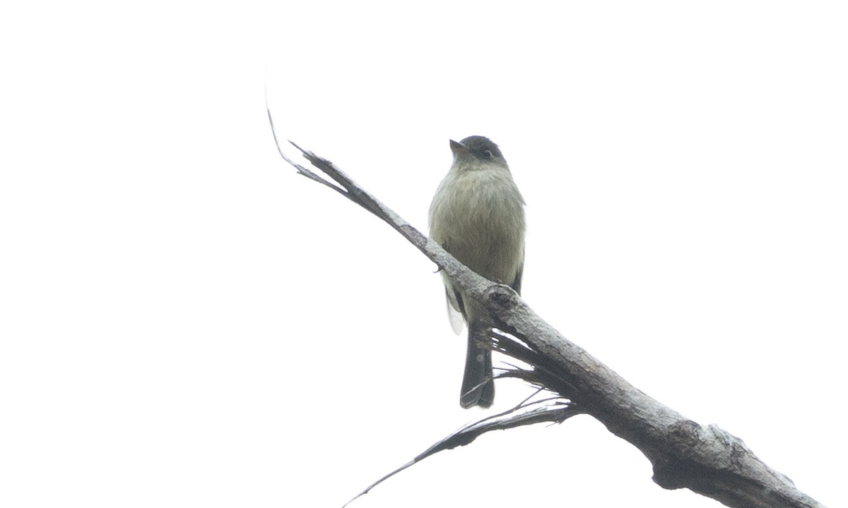 Lesser Antillean Pewee - ML89353741