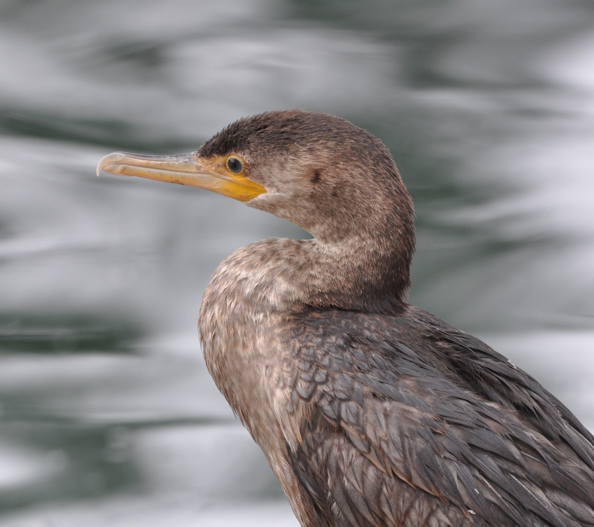 Neotropic Cormorant - David Beaudette