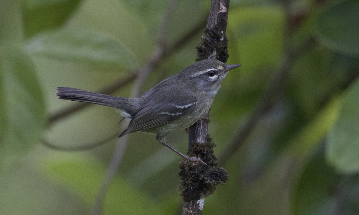 Plumbeous Warbler - ML89353791