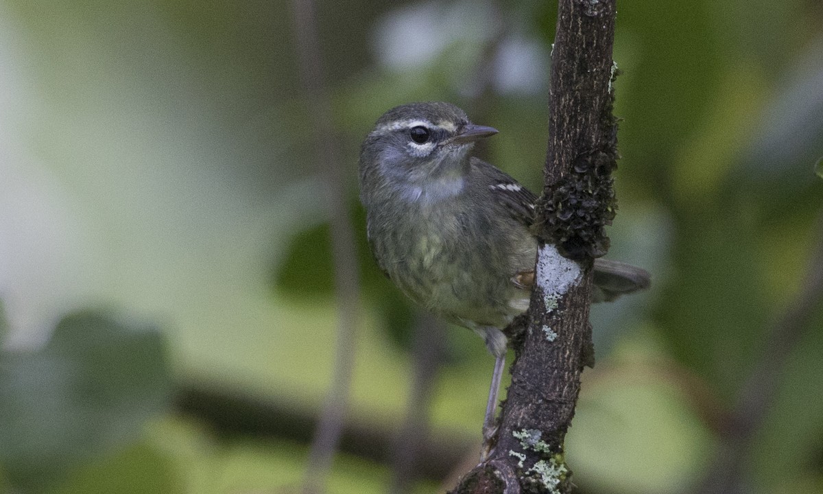 Plumbeous Warbler - ML89353811